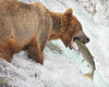 SmugMug > popular all-time > This photograph of a Brown Bear catching a salmon was captured at Katmai National Park (7/06).
 Second place winner of the 2007 National Parks Photo Contest sponsored by Canon. This photograph is protected by the U.S. Copyright Laws and shall not to be downloaded or reproduced by any means without the formal written permission of Ken Conger Photography.